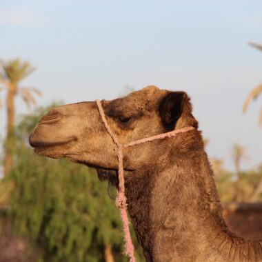 camel, marrakech, nature, animal