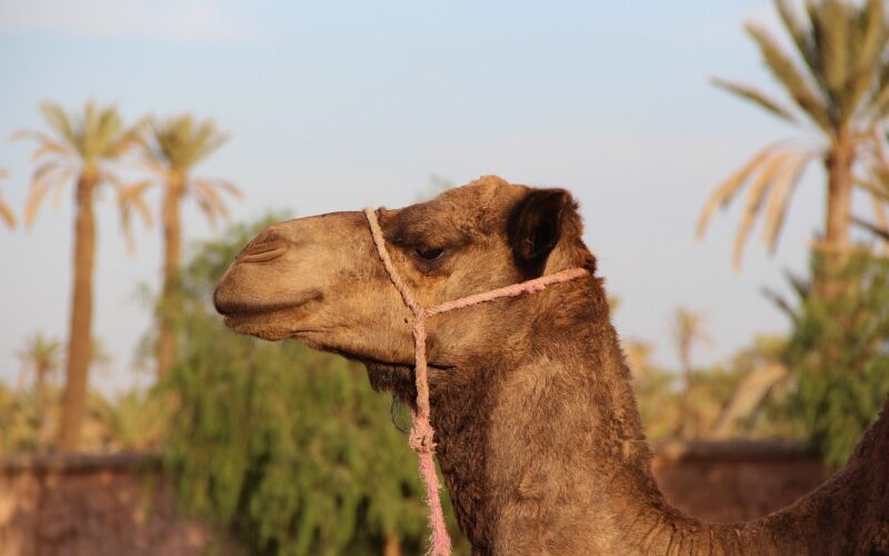 camel, marrakech, nature, animal