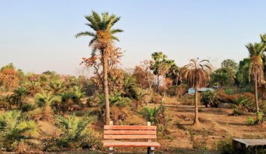 A bench sits in a park with palm trees.