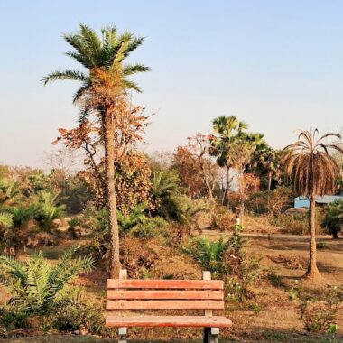 A bench sits in a park with palm trees.