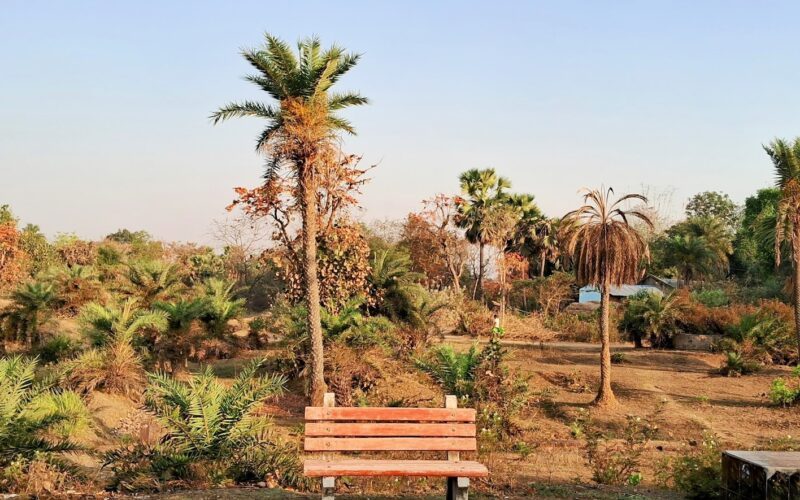 A bench sits in a park with palm trees.